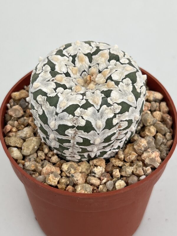 Astrophytum asterias cv. Super Kabuto V-type