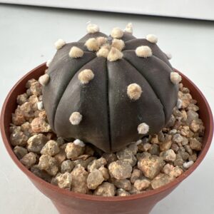 Astrophytum asterias nudum c.v. Purple Skin
