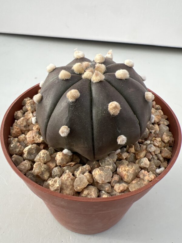 Astrophytum asterias nudum c.v. Purple Skin