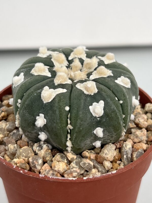 Astrophytum asterias nudum V-type 7-ribs
