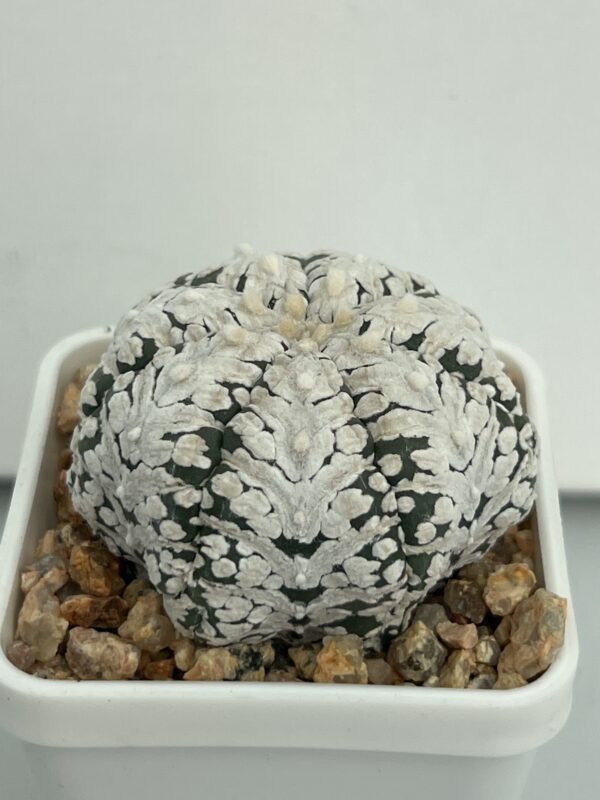 Astrophytum asterias cv. Super Kabuto V-type 7-ribs