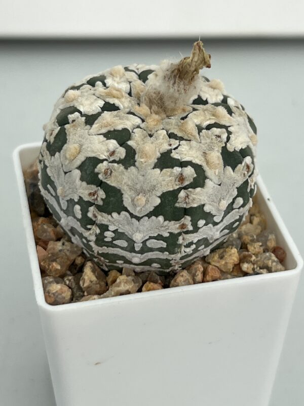 Astrophytum asterias cv. Super Kabuto Big V-type
