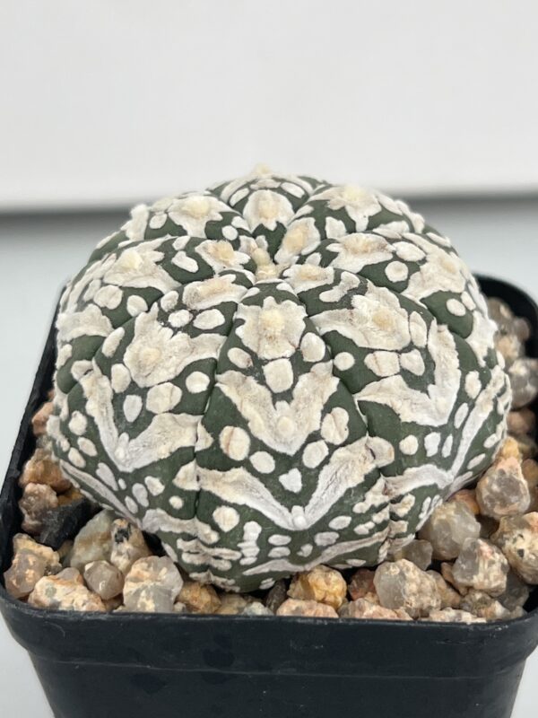 Astrophytum asterias cv. Super Kabuto V-type