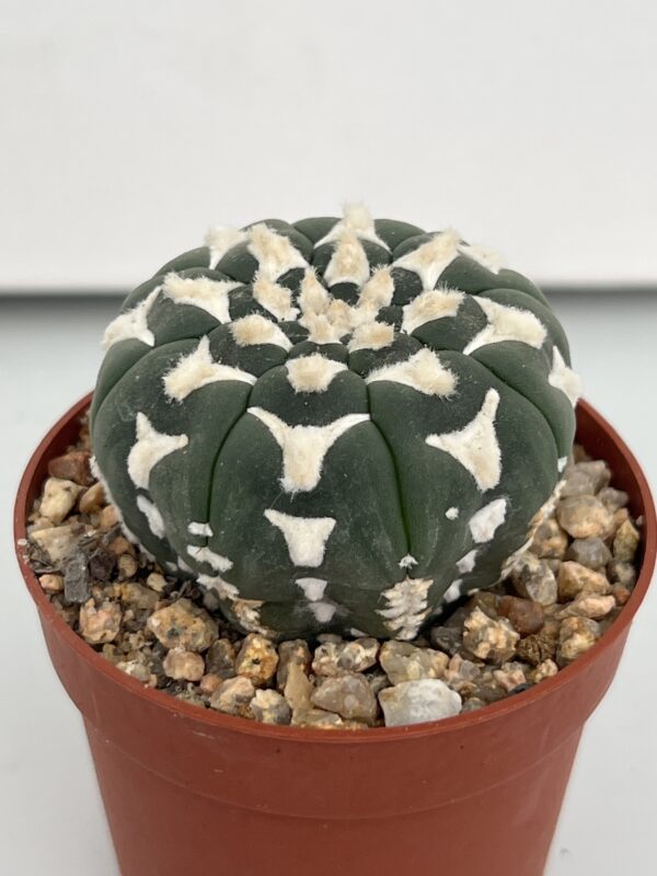 Astrophytum asterias cv. Big V-type