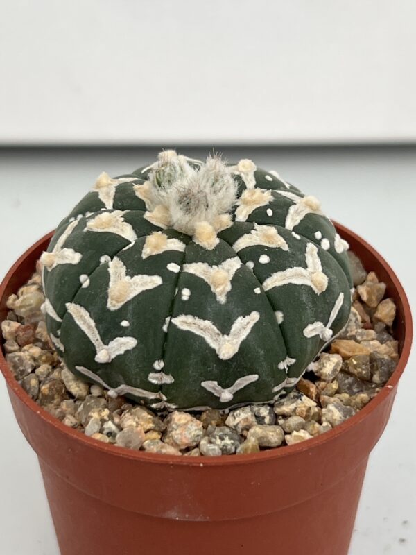 Astrophytum asterias nudum cv. Big V-type