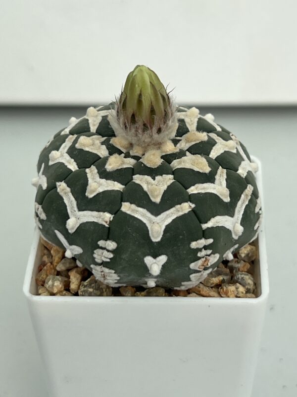 Astrophytum asterias nudum Big V-type
